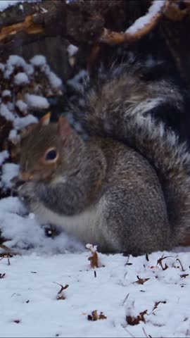 Sciurus carolinensis - Eastern Grey Squirrel, fluffy gray rodent looking for food in the forest litter in the forest in the suburbs of New Jersey - USA