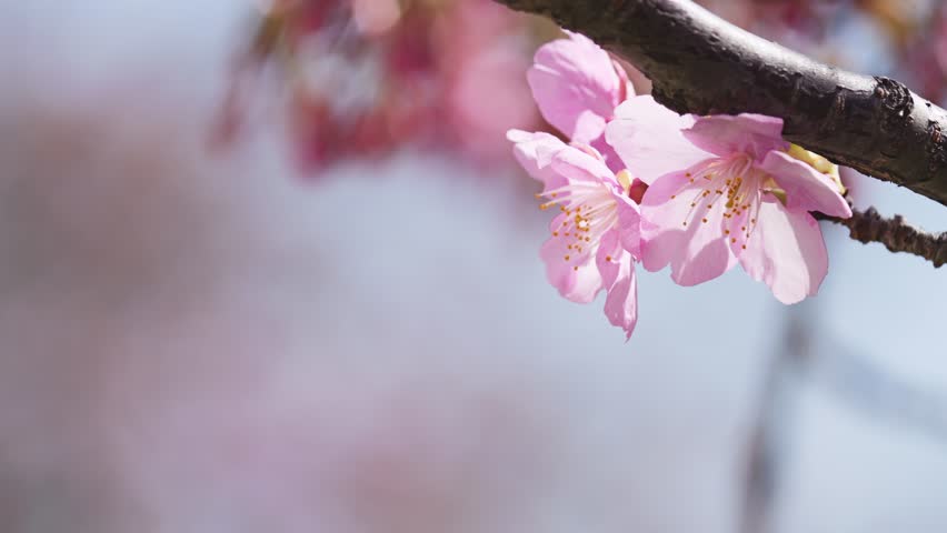 Spring, peach-colored cherry blossoms, sunshine