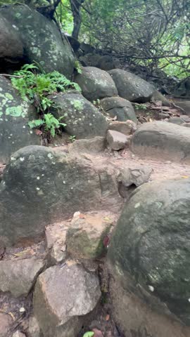 path in rocks and tree roots in tropical jungle on cloudy day vertical