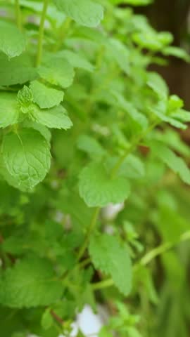 Mint Plants Grown in Hydroponic System. Mint Leaves Grow. Fresh Mint Leaves for Herbal Tea.