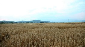 Shot of a countryside grain field in summer