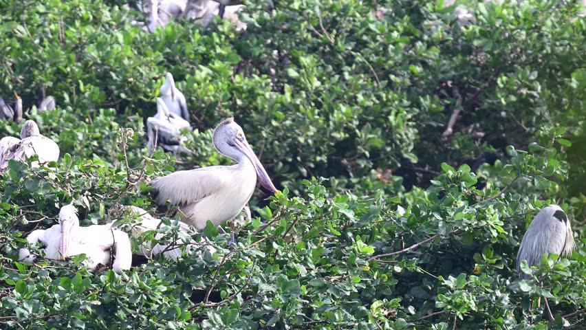 Migratory birds Spot billed pelican at Nelapattu Bird Sanctuary lake in winter foggy morning