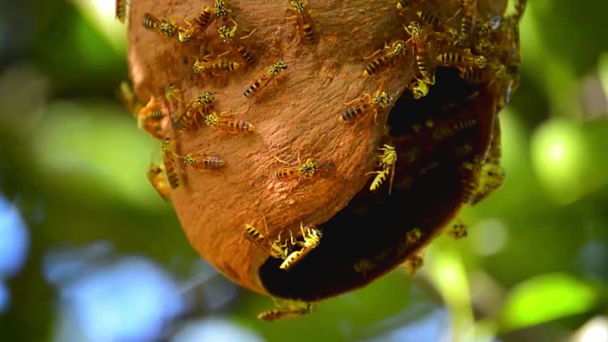 A colony of bees is a highly organized social structure consisting of thousands of bees working together. 