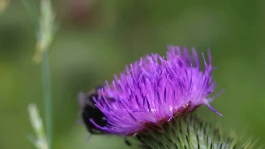 A vibrant bee clings to a spiky thistle flower, collecting nectar while dusted in golden pollen.