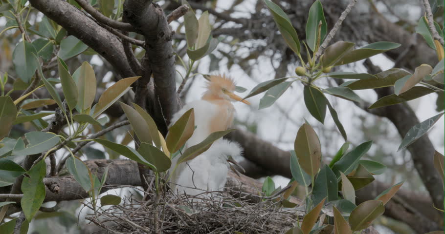 a cattle egret feeding its chicks on a nest in a tree at the bundaberg botanic gardens of queensland, australia