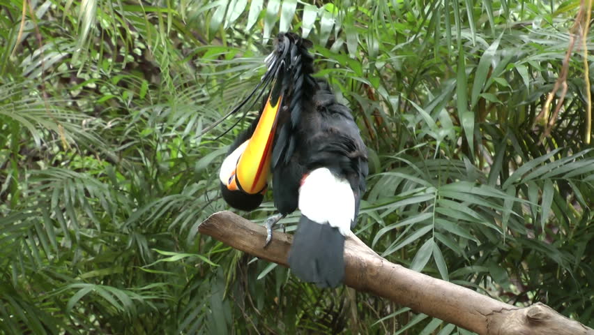 A toco toucan on tree