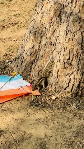 Indian palm squirrel climbing down the tree. Indian palm squirrel or three-striped palm squirrel - Funambulus palmarum - is a species of rodent in the family Sciuridae found naturally in India