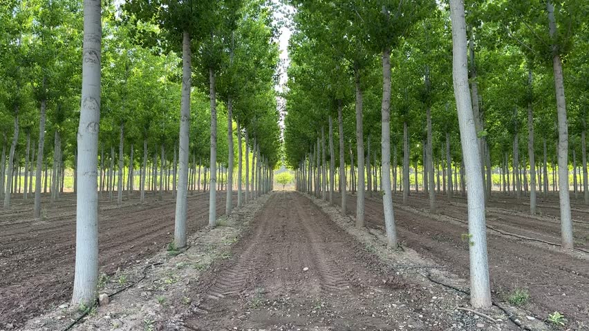 Long rows of poplar trees are growing in a managed plantation, cultivated for sustainable biomass and renewable energy production, showcasing modern forestry practices