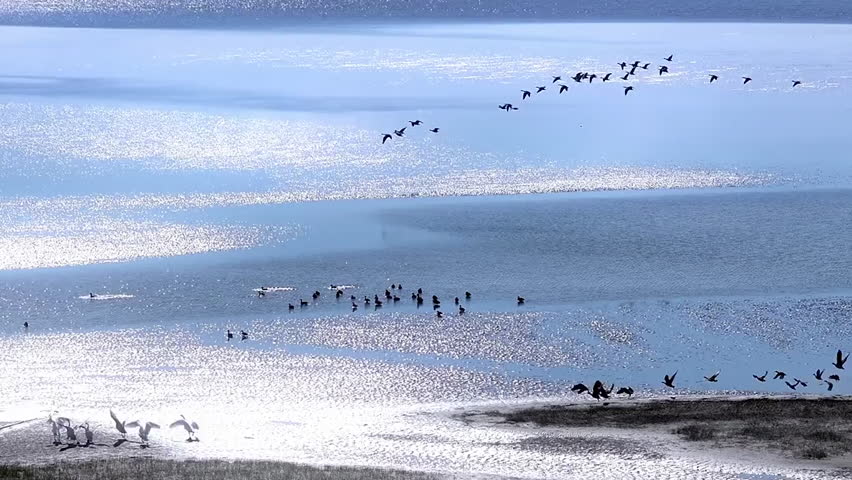 A flock of birds takes off