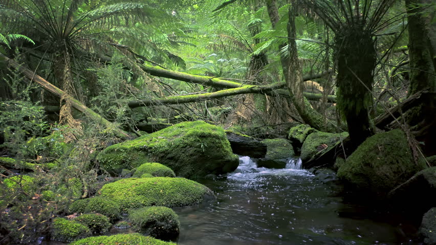 Water flow in forest. Ferns in woods of Tasmania