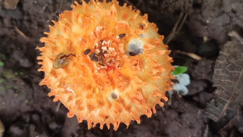 Yellow cystoagaricus mushroom that grows wild