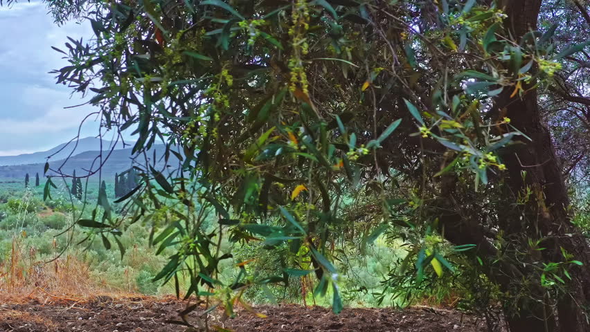 Rural countryside landscape. Olive gardens