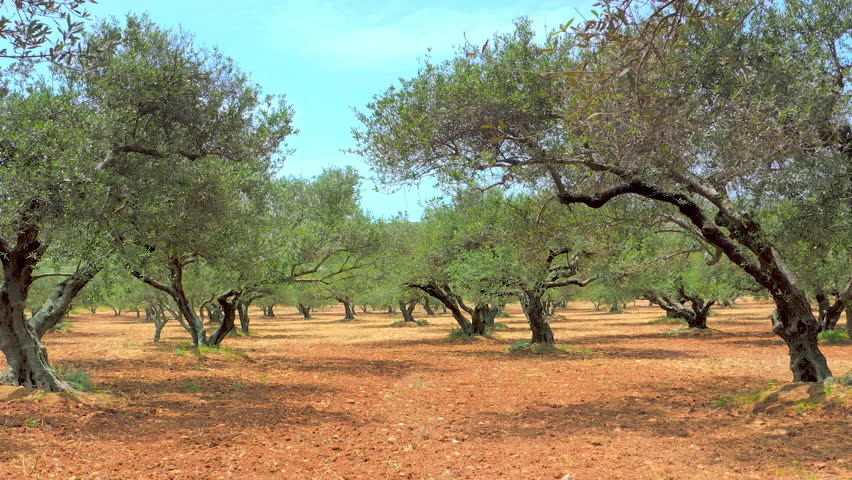 Rows of olive trees in garden. Spain countryside