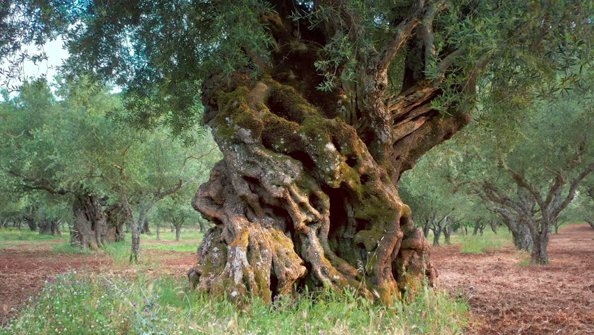 Olive tree old big trunk in garden