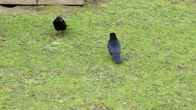 Blackbirds foraging across verdant green lawn, hunting seeds and insects during bright daylight hours in natural outdoor setting - Powered by Shutterstock - Get 15% off with code: PIKWIZARD15