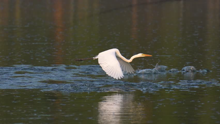 Great White Egret (Ardea alba)birds fly over the water surface.