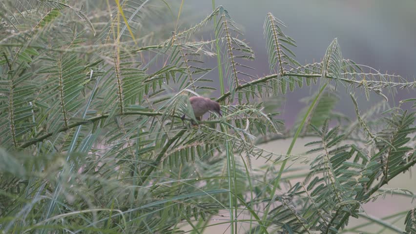 small bird on a branch