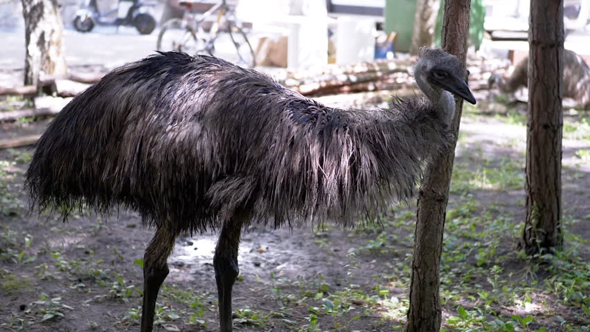An emu stands near a tree, scratching its head against the bark in a park setting. This behavior offers insights into animal care and wildlife interaction with their surroundings.