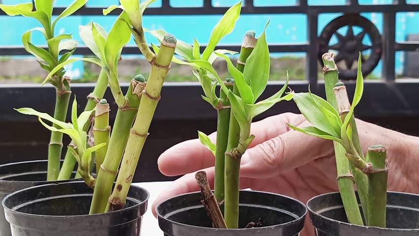 Lucky Bamboo (Dracaena Sanderiana). In addition to being believed to bring good luck, the lucky bamboo plant is starting to be popular among bonsai lovers to decorate their yards.