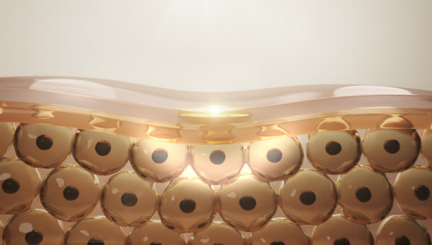 Shutterstock Video