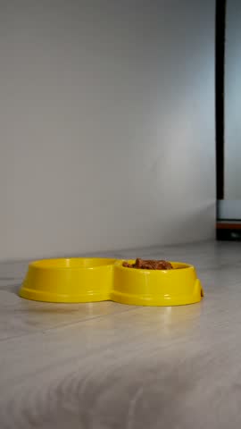 cat eating fresh canned cat food from a bowl, close-up. Pet feeding. Pet care