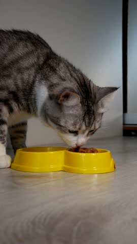 cat eating fresh canned cat food from a bowl, close-up. Pet feeding. Pet care