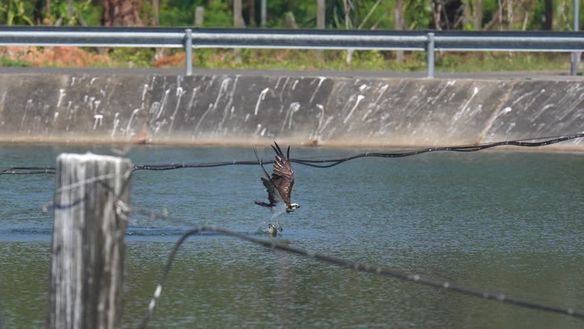 Osprey soars bird high in the air scouting for prey