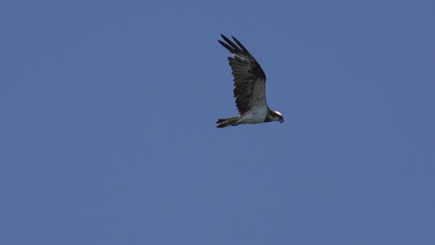 Osprey soars bird high in the air scouting for prey
