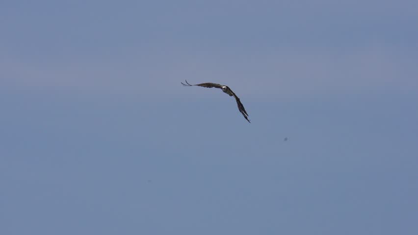 Osprey soars bird high in the air scouting for prey