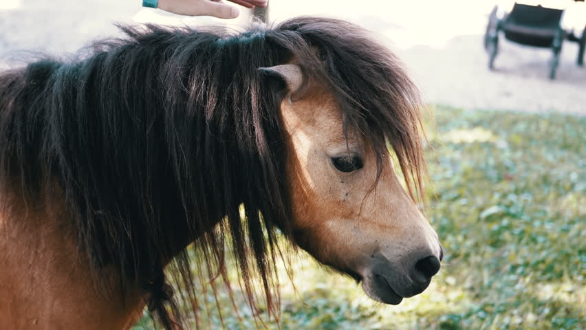 Close-up of a Shetland pony's head being gently petted in warm sunlight. Its dark mane contrasts with its light brown coat. Ideal for projects related to animal care, connection, and kindness.