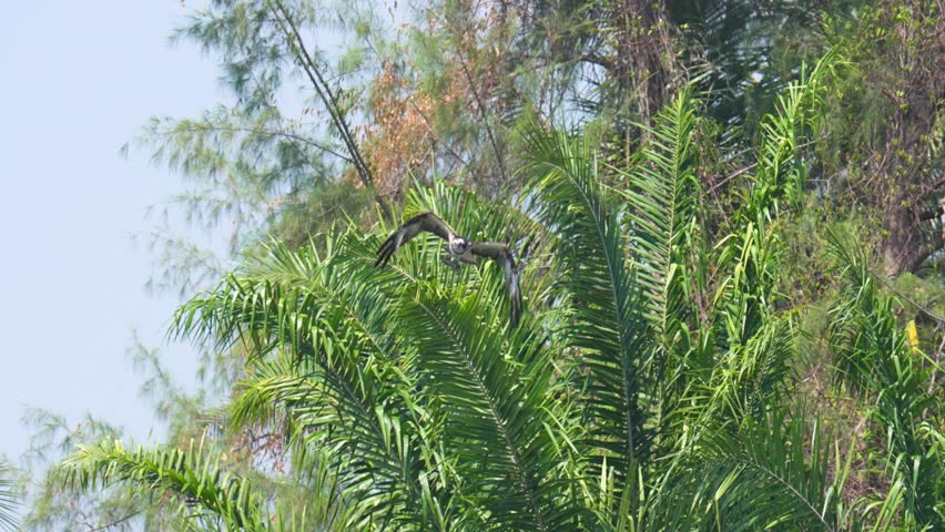 Osprey soars bird high in the air scouting for prey