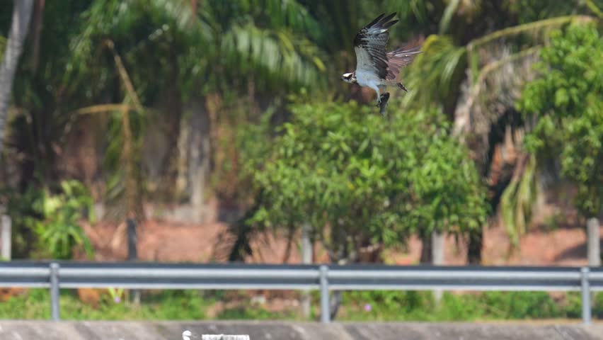Osprey soars bird high in the air scouting for prey