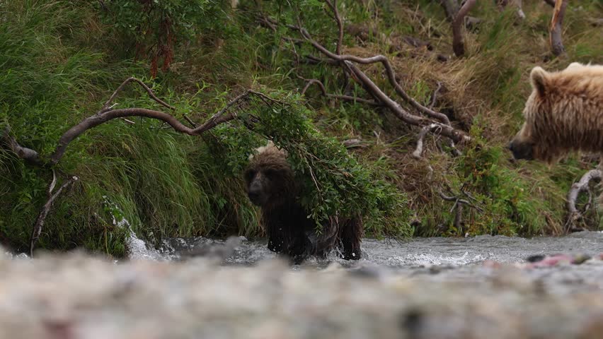 Brown Bear Fishing for Salmon in Alaska 