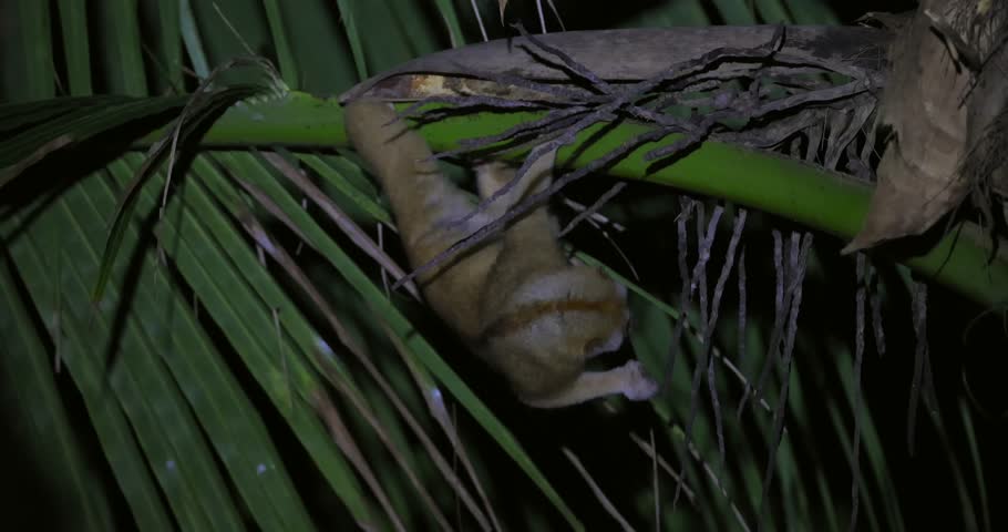 Slow loris on palm tree branch at night in tropical rainforest, contemplative and calm. Natural ambiance, suitable for biodiversity presentations or ecotourism brochures.