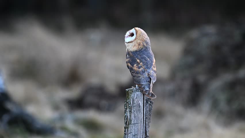 Iconic barn owl (Tyto alba) perched on pole turns head around.