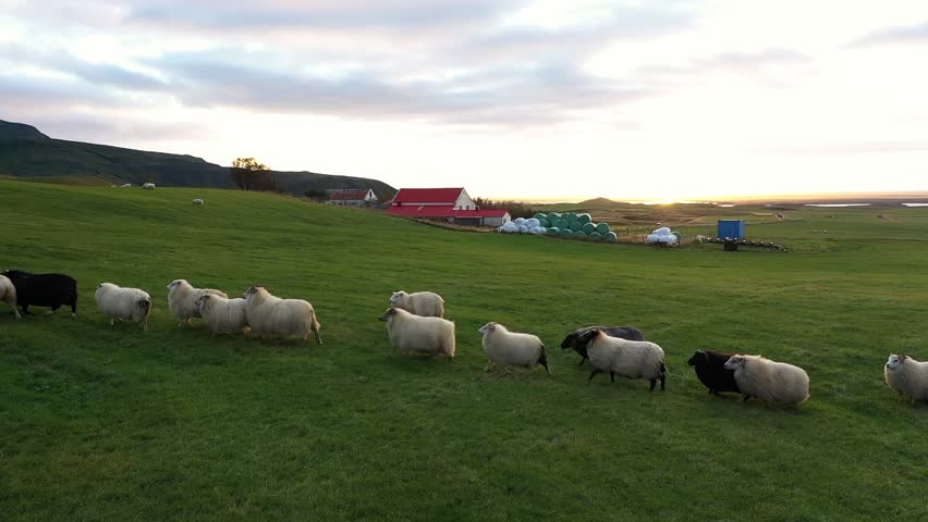 Sheep Grazing on Icelandic Farm