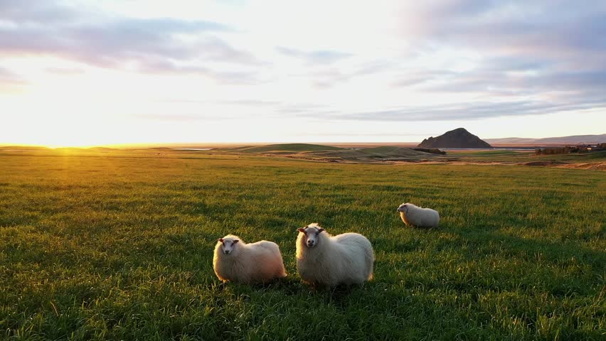 Icelandic Sheep Grazing in Scenic Landscape