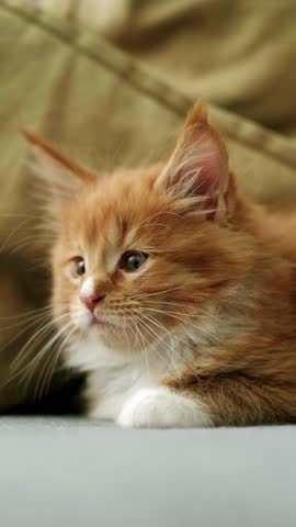 Portrait cute little ginger Kitten waiting for food, Little striped red cat siting on sofa at home licking and looking at camera, Vertical footage.