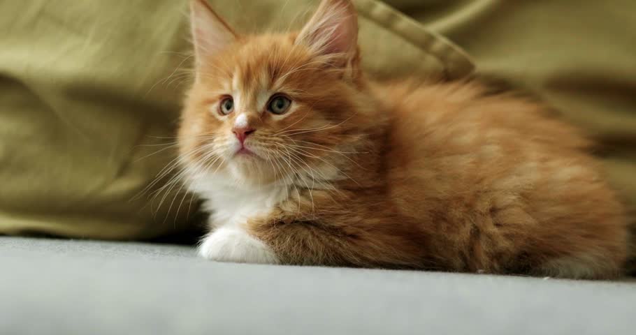 Portrait cute little ginger Kitten waiting for food, Little striped red cat siting on sofa at home licking and looking at camera, 
