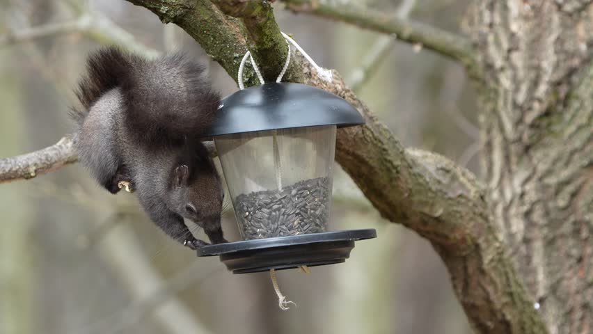 Sciurus vulgaris cute european squirrel (black form) is stealing seeds from bird feeder.