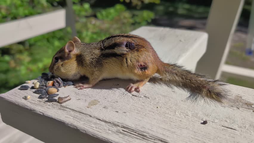 Botfly larva are internal parasites that feed under the skin of some mammals such as this Chipmunk in Michigan