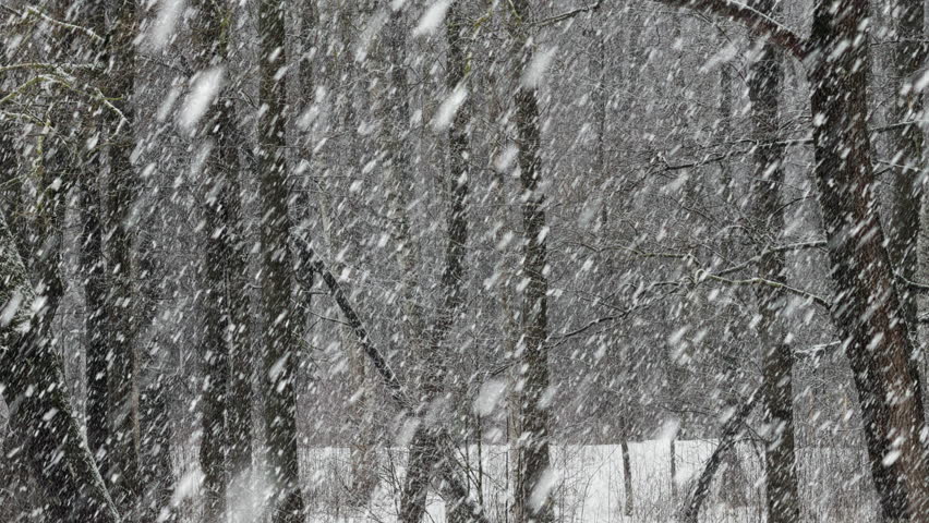 The heavy snowfall in a wild park, winter fairy tale in the forest, snow-covered tree branches, large flakes of snow are slowly falling, nobody, snow storm, blizzard