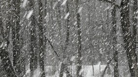 The heavy snowfall in a wild park, winter fairy tale in the forest, snow-covered tree branches, large flakes of snow are slowly falling, nobody, snow storm, blizzard - Powered by Shutterstock - Get 15% off with code: PIKWIZARD15