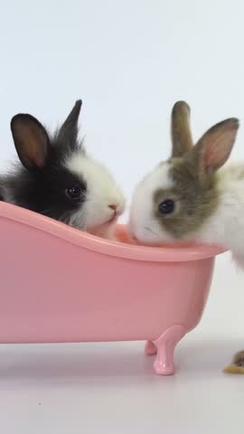 Two playful baby bunnies, one spotted and one brown, hop and explore a pink toy bathtub while playing follow the leader. Perfect for Easter content, baby animal videos, and playful pet footage.