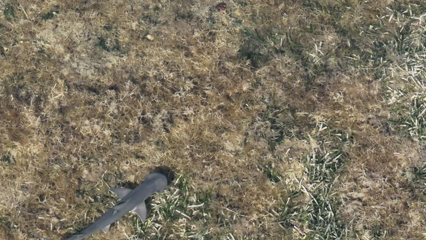 Bonnethead Shark Aerial 2025 Miami Florida Shovelhead