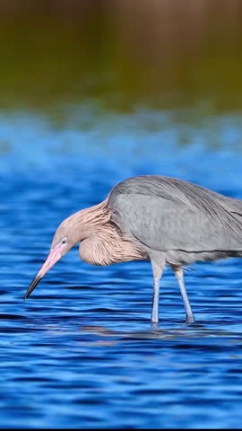 A reddish egret wades in blue water, head down, searching for food in its natural habitat. Beautiful bird.
