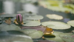 Lily Pads and Lotus Flower Blooming in Pond on Peaceful Sunny Day in Thailand. 4K Static - Powered by Shutterstock - Get 15% off with code: PIKWIZARD15