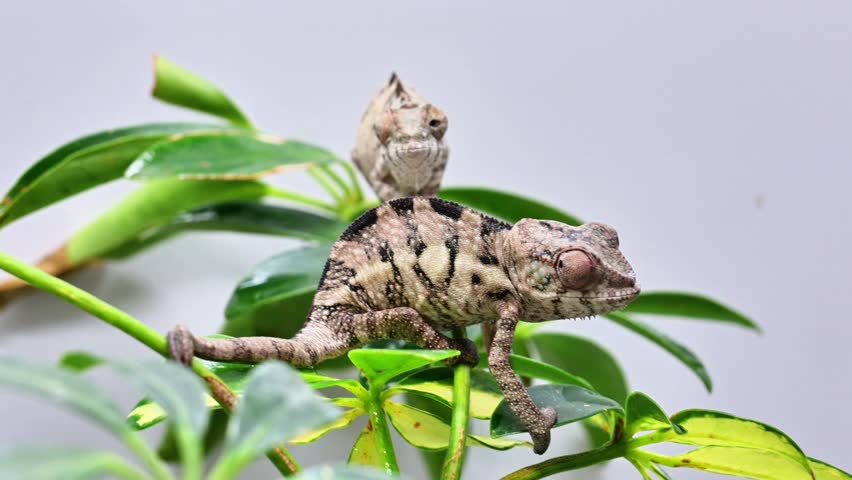 A baby chameleon is on a leaf. The chameleon is brown and black. The leaf is green