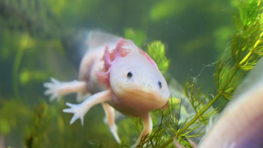 A small white amphibian is swimming in a green pond. The pond is full of green plants and the amphibian is surrounded by them