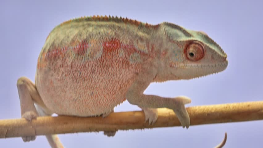 A chameleon is sitting on a branch. The lizard is green and red. The branch is brown